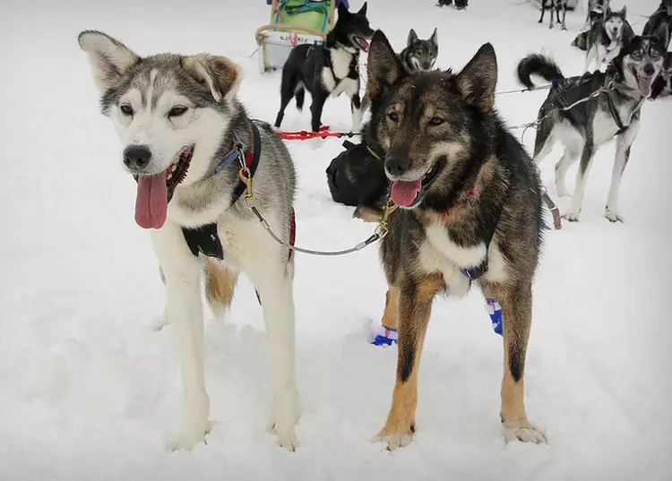 Cŵn Marchogaeth (32 Lluniau): Adolygiad o'r Gogledd a Chukotka, Kamchatka, Siberia a bridiau gyrru eraill o gŵn. Sut maen nhw'n cael eu dysgu a'u hyfforddi? 12173_15