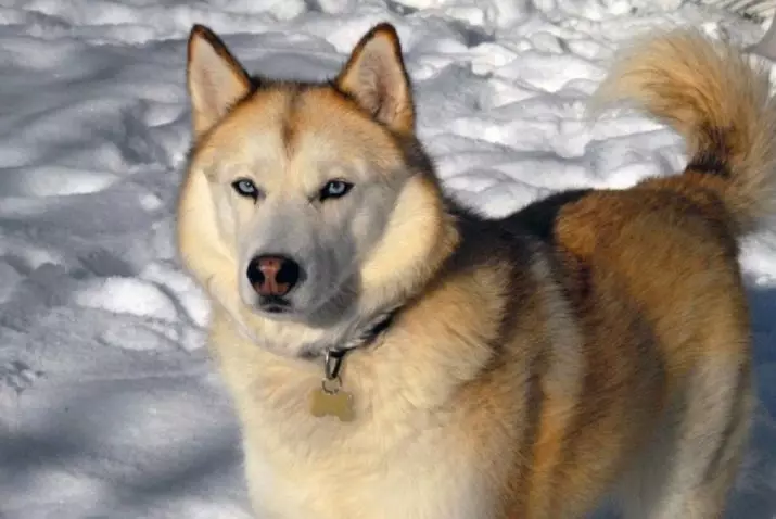 כלבי רכיבה (32 תמונות): סקירת צפון ו Chukotka, Kamchatka, סיבירי וגידולי נהיגה אחרים של כלבים. איך הם מלמדים ומאומנים? 12173_16