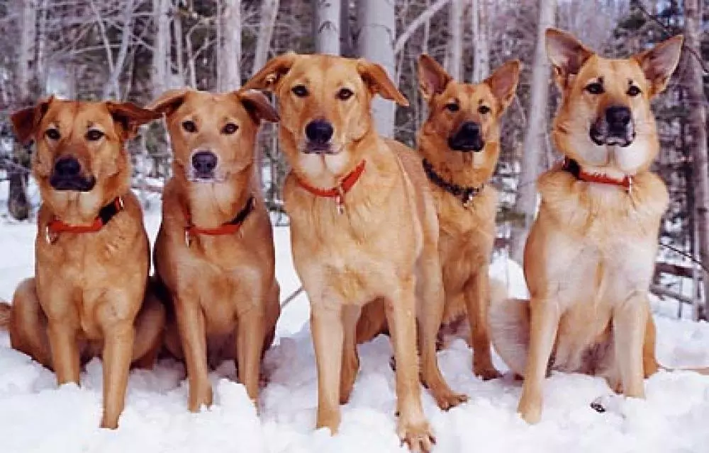 Јава кучиња (32 фотографии): Преглед на северната и Чукотка, Камчатка, Сибирски и други раси на кучиња. Како се предаваат и обучени? 12173_18