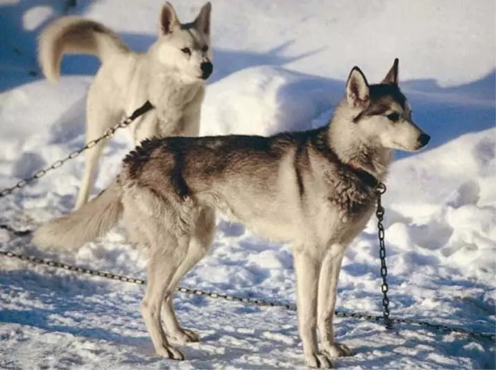 כלבי רכיבה (32 תמונות): סקירת צפון ו Chukotka, Kamchatka, סיבירי וגידולי נהיגה אחרים של כלבים. איך הם מלמדים ומאומנים? 12173_19