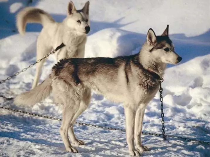 Riding Dogs (32 Photos): Repasuhin ang Northern at Chukotka, Kamchatka, Siberian at iba pang mga nagmamaneho ng mga aso. Paano sila itinuro at sinanay? 12173_19