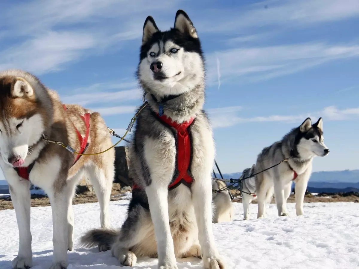 Jezdecké psy (32 fotografií): Přehled severní a Chukotky, Kamčatka, sibiřských a dalších jízdních plemen psů. Jak se učili a vyškoleni? 12173_2