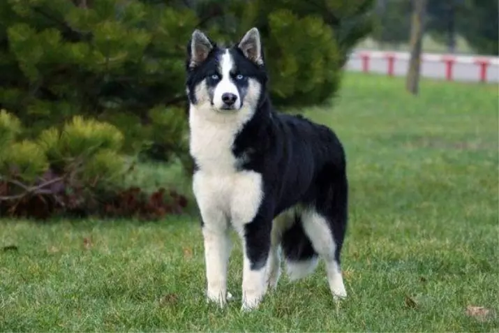 Binicilik Köpekleri (32 Fotoğraf): Kuzey ve Chukotka, Kamçatka, Sibirya ve diğer köpek ırklarının gözden geçirilmesi. Nasıl öğretilir ve eğitilirler? 12173_21