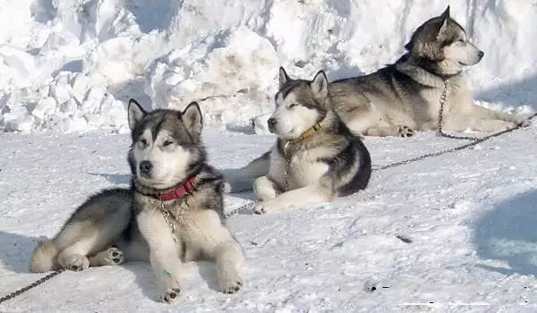 سگ های سواری (32 عکس): بررسی شمال و چوکوتکا، Kamchatka، سیبری و سایر نژادهای رانندگی سگ ها. چگونه آنها آموزش داده و آموزش داده می شوند؟ 12173_22
