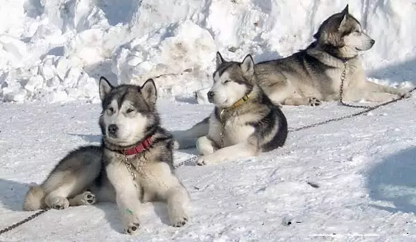 Cŵn Marchogaeth (32 Lluniau): Adolygiad o'r Gogledd a Chukotka, Kamchatka, Siberia a bridiau gyrru eraill o gŵn. Sut maen nhw'n cael eu dysgu a'u hyfforddi? 12173_22