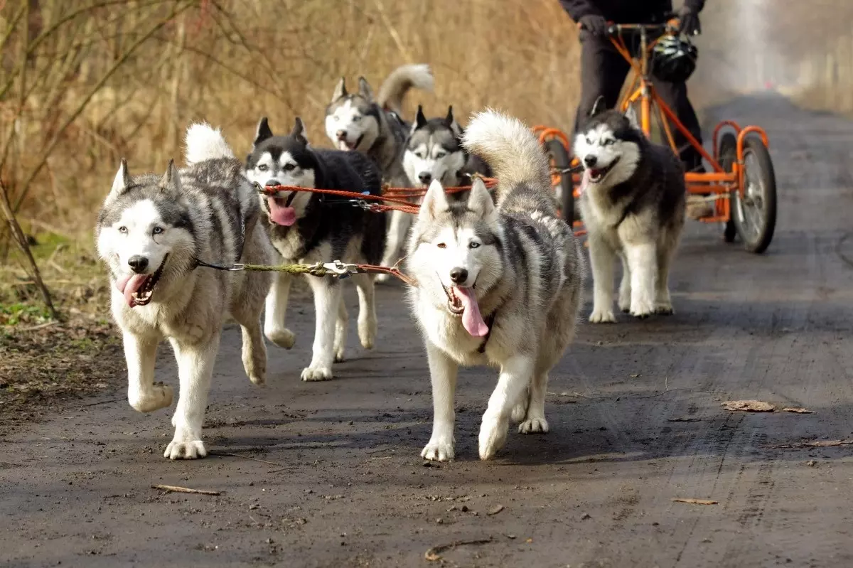 Cães de equitação (32 fotos): Revisão do norte e Chukotka, Kamchatka, Siberian e outras raças de cães. Como eles são ensinados e treinados? 12173_23