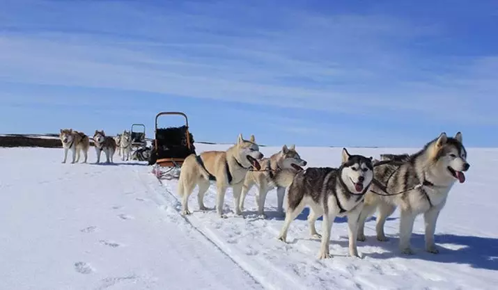 Kugendera ku mbwa (amafoto 32): Gusubiramo Amajyaruguru na Chukotka, Kamchatatka, Siberiya, Ibindi bitwara imbwa. Bigishijwe bate kandi bahuguwe? 12173_24