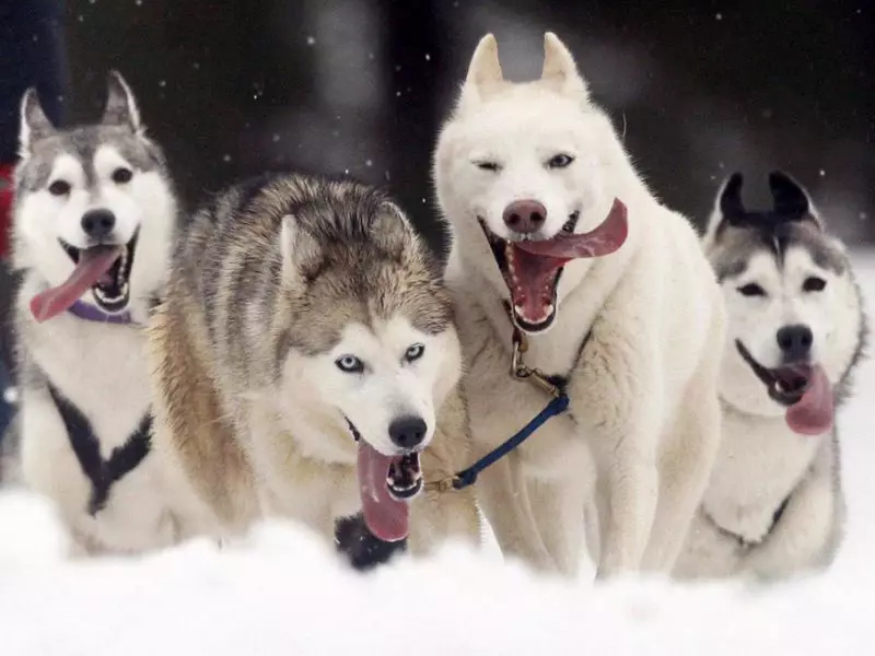 Riding Dogs (32 fotos): Revisión do norte e Chukotka, Kamchatka, Siberian e outras razas de condución de cans. Como se ensinan e adestrados? 12173_25