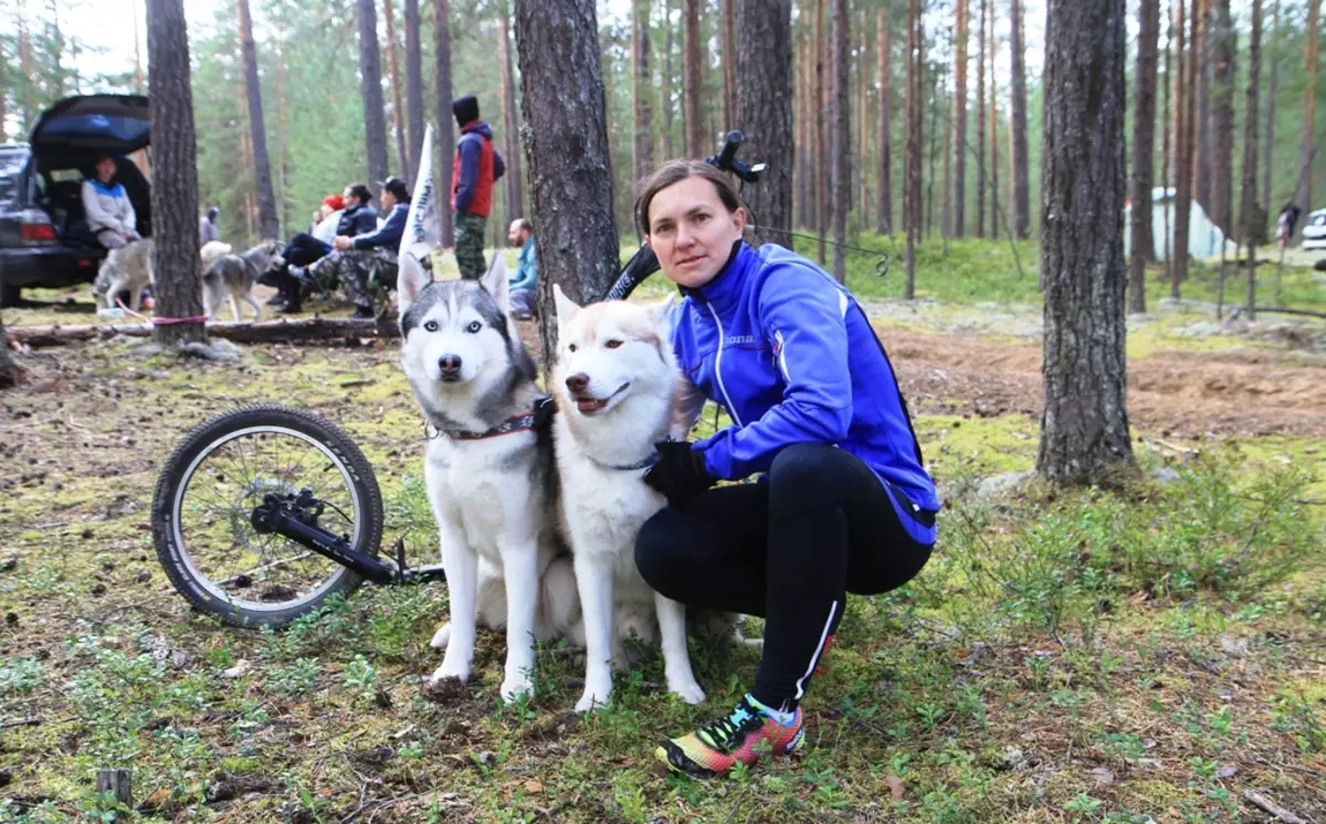 Cães de equitação (32 fotos): Revisão do norte e Chukotka, Kamchatka, Siberian e outras raças de cães. Como eles são ensinados e treinados? 12173_26