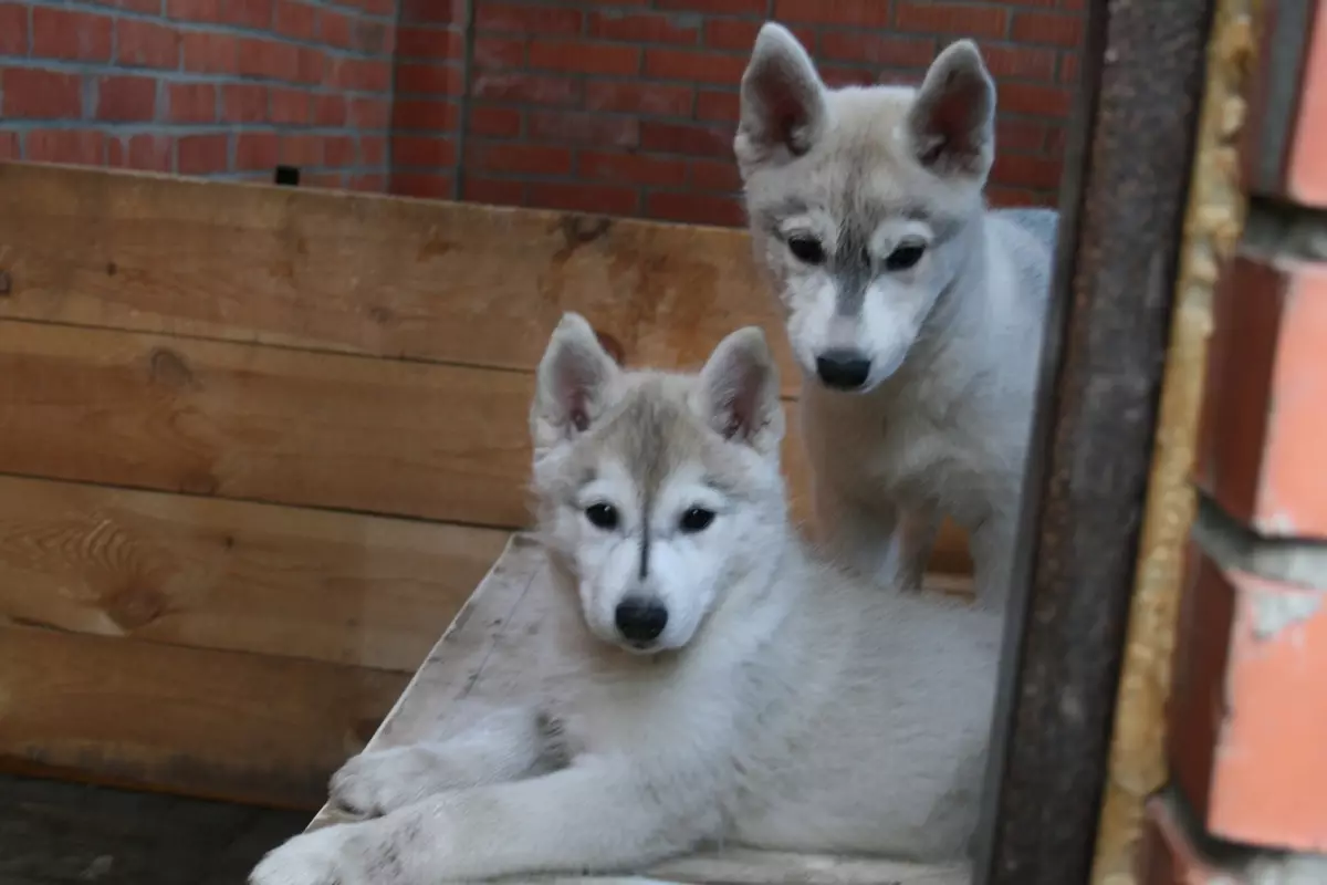 Ringing itlari (32 fotosurat): Shimoliy va Chukotka, Kamchatka, Sibir va boshqa haydovchilar zotlarining sharhi. Qanday qilib ular o'qitildi va o'qitildi? 12173_27