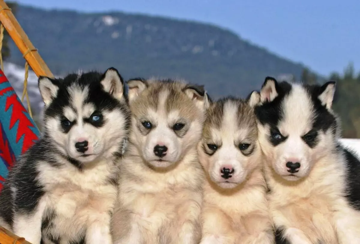 Cães de equitação (32 fotos): Revisão do norte e Chukotka, Kamchatka, Siberian e outras raças de cães. Como eles são ensinados e treinados? 12173_29