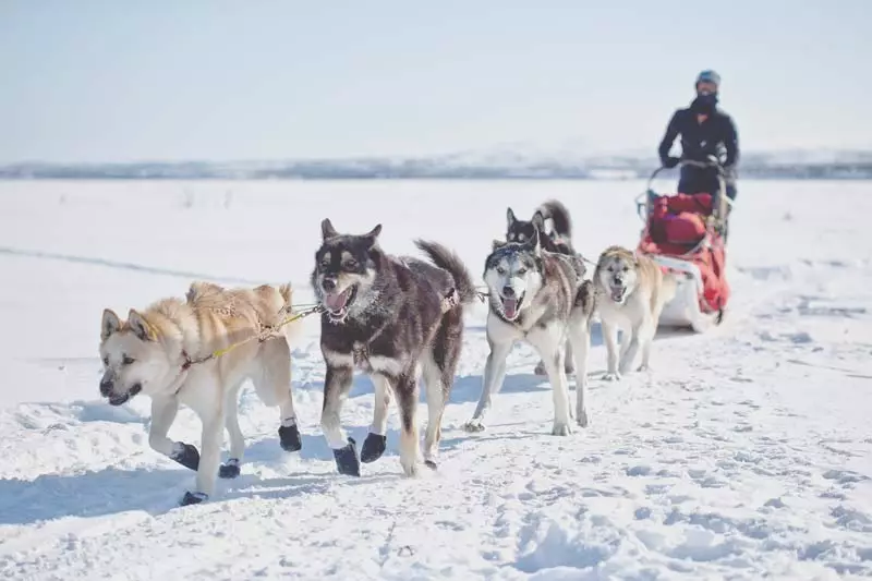 Riding Dogs (32 fotos): Revisión do norte e Chukotka, Kamchatka, Siberian e outras razas de condución de cans. Como se ensinan e adestrados? 12173_3