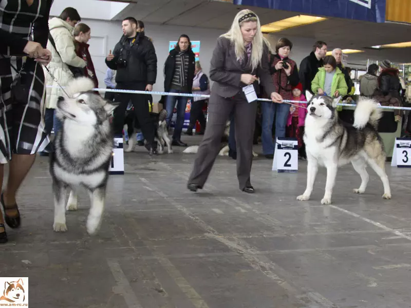 Jezdecké psy (32 fotografií): Přehled severní a Chukotky, Kamčatka, sibiřských a dalších jízdních plemen psů. Jak se učili a vyškoleni? 12173_32