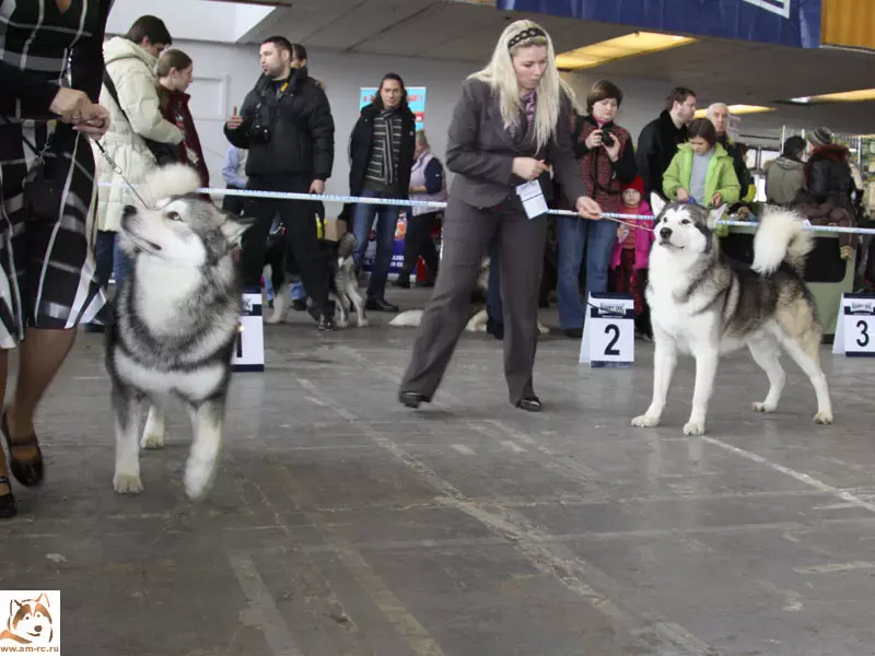 Riding Dogs (32 fotos): Revisión do norte e Chukotka, Kamchatka, Siberian e outras razas de condución de cans. Como se ensinan e adestrados? 12173_32