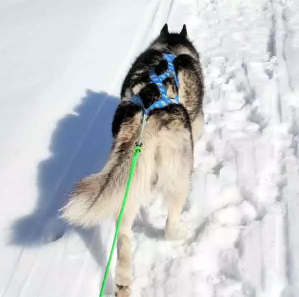 Cães de equitação (32 fotos): Revisão do norte e Chukotka, Kamchatka, Siberian e outras raças de cães. Como eles são ensinados e treinados? 12173_4