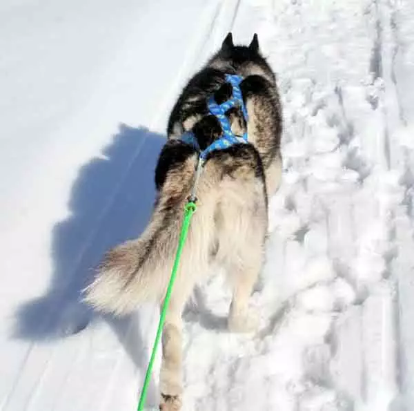 Dogi jeździeckie (32 zdjęcia): Przegląd północnej i Chukotki, Kamczatki, syberyjski i innych ras jazdy psów. Jak się nauczali i przeszkoleli? 12173_4