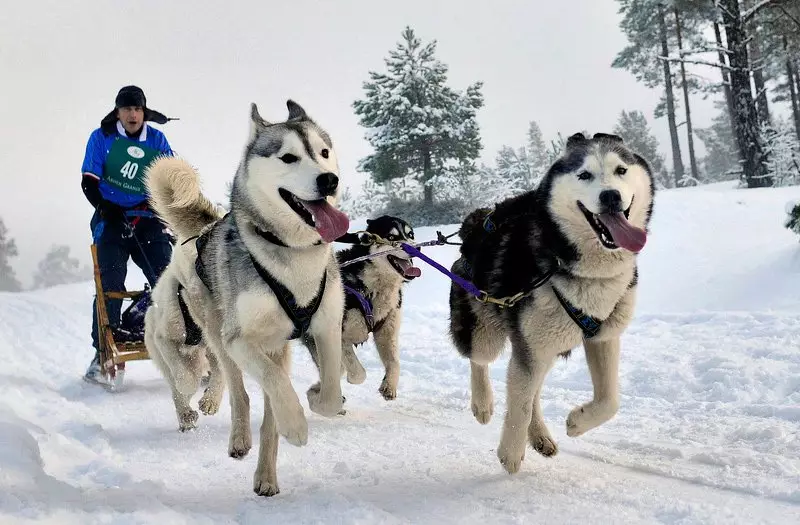 Riding Dogs (32 Photos): Repasuhin ang Northern at Chukotka, Kamchatka, Siberian at iba pang mga nagmamaneho ng mga aso. Paano sila itinuro at sinanay? 12173_5