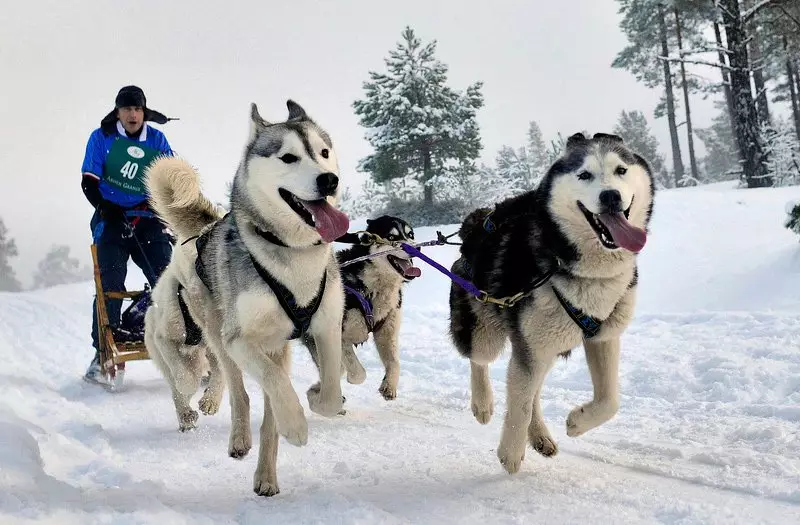 Dogs Riding (32 wêne): Review of the Northern and Chukotka, Kamchatka, Siberian and Rêwîtiyên ajotinê yên kûçikan. Ew çawa têne hîn kirin û perwerde kirin? 12173_5