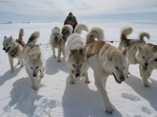 Jojimo šunys (32 nuotraukos): Šiaurės ir Chukotka, Kamchatka, Sibiro ir kitų vairavimo veislių šunų apžvalga. Kaip jie mokomi ir apmokyti? 12173_9