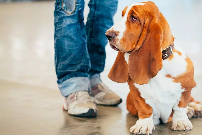 Basset Huns (65 תמונות): תיאור של גורים וכלבי מבוגרים של גזע זה, תכונות של אופי, היתרונות והחסרונות, ביקורות של בעלים 12177_58