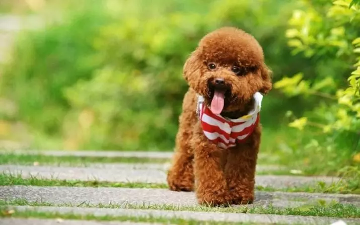 Los perros más caros (39 fotos): los nombres de las razas caras y pequeñas de perros en el mundo y en Rusia 12179_10