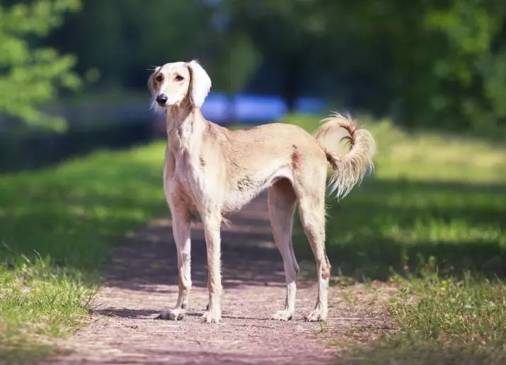 Anjing anu paling mahal (39 poto): nami breed anu ageung sareng alit di dunya sareng di Rusia 12179_13