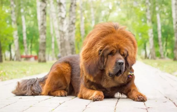 Anjing anu paling mahal (39 poto): nami breed anu ageung sareng alit di dunya sareng di Rusia 12179_16