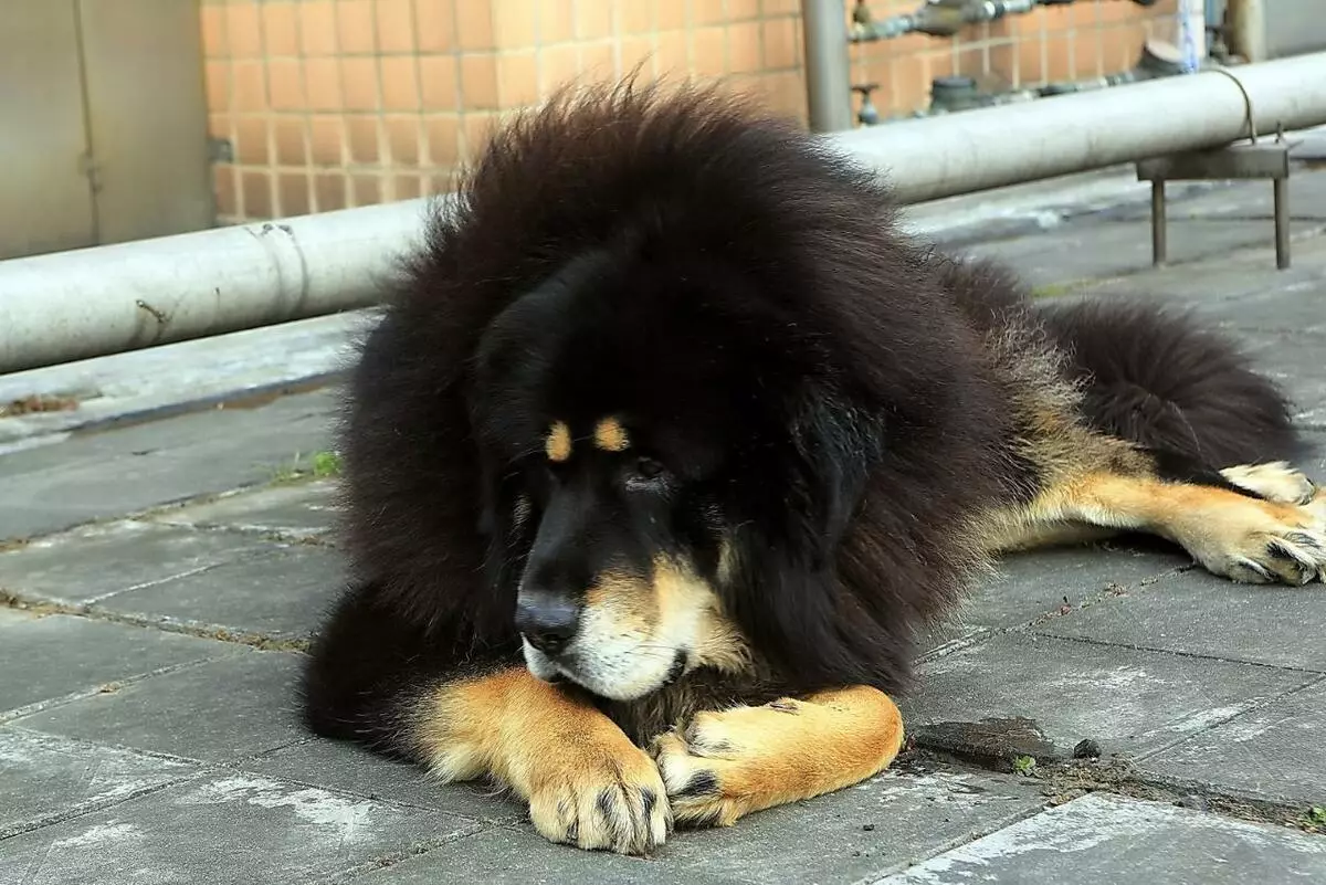 Najdroższe psy (39 zdjęć): nazwy drogich dużych i małych ras psów na świecie iw Rosji 12179_17
