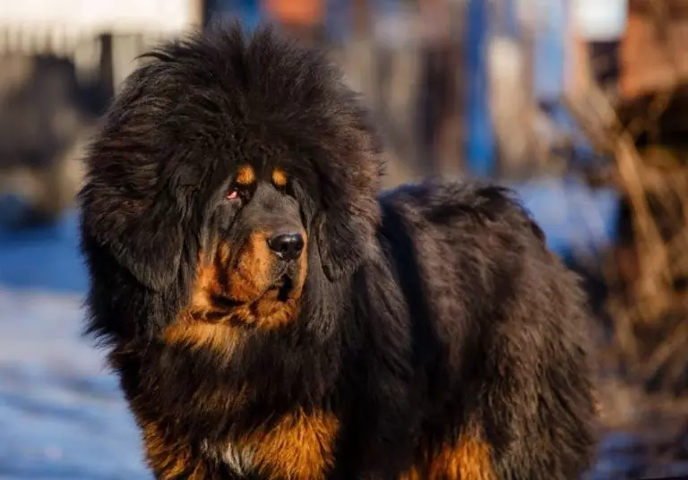 Τα πιο ακριβά σκυλιά (39 φωτογραφίες): τα ονόματα των ακριβών μεγάλων και μικρών φυλών των σκύλων στον κόσμο και στη Ρωσία 12179_18