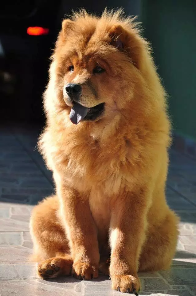 Los perros más caros (39 fotos): los nombres de las razas caras y pequeñas de perros en el mundo y en Rusia 12179_25