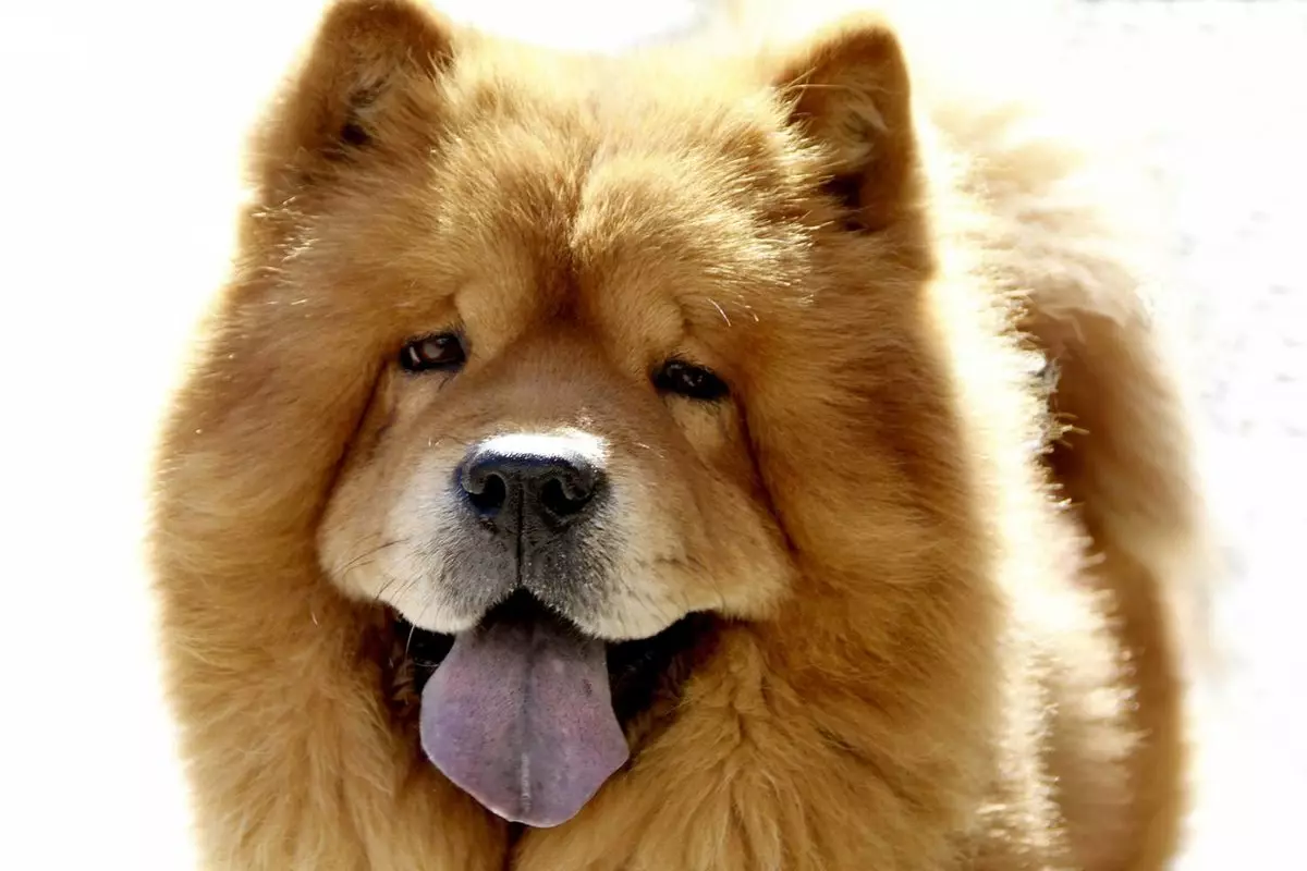 Les chiens les plus chers (39 photos): les noms de grandes et petites races de chiens au monde et en Russie 12179_26
