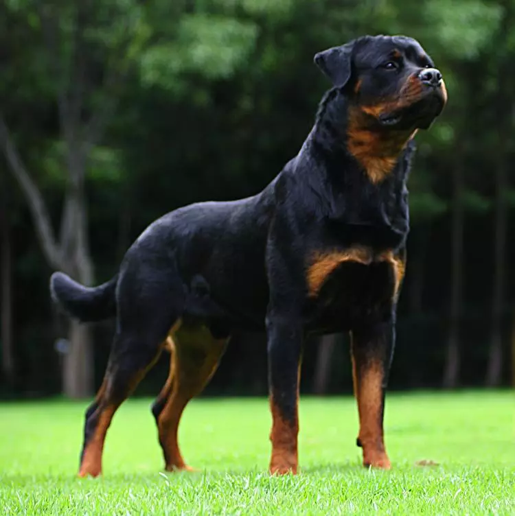 Les chiens les plus chers (39 photos): les noms de grandes et petites races de chiens au monde et en Russie 12179_27