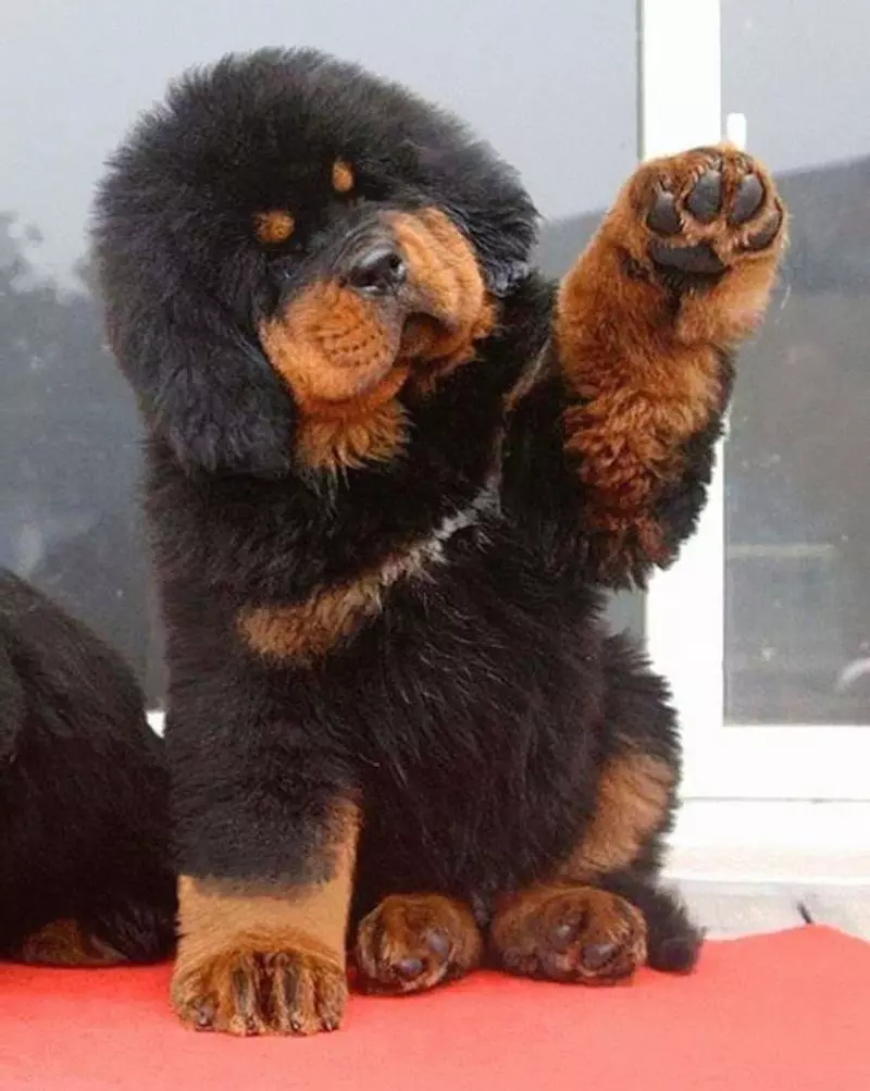Nejdražší psi (39 fotek): jména drahých velkých a malých plemen psů na světě a v Rusku 12179_37