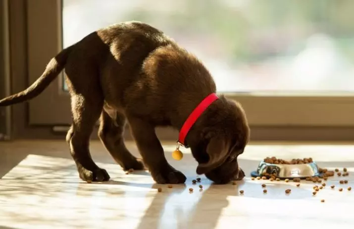 Cibo per piccole razze (35 foto): mangime premium per cuccioli di cani per cani piccoli e altre specie. Valutazione dei migliori produttori. Recensioni 12182_16