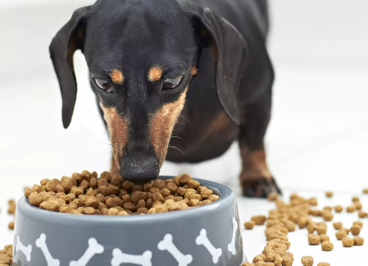 Cibo per piccole razze (35 foto): mangime premium per cuccioli di cani per cani piccoli e altre specie. Valutazione dei migliori produttori. Recensioni 12182_3