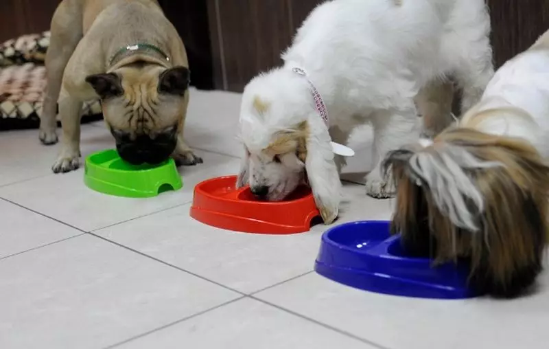 Pagkain para sa maliit na breed (35 mga larawan): Premium feed para sa maliit na aso tuta at iba pang mga species. Rating ng mga pinakamahusay na tagagawa. Mga Review 12182_34