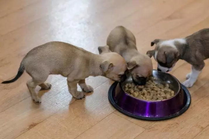 Mad til små racer (35 billeder): Premium Feed til små hund hvalpe og andre arter. Rating af de bedste producenter. Anmeldelser 12182_9