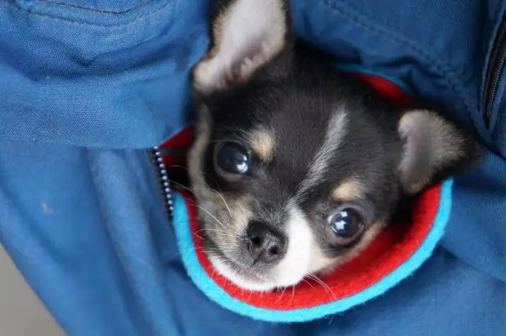 Dogs Pocket (39 foto): Emrat e racave të vogla të qenve. Çfarë duken puppies? Cilat janë qentë më të vegjël me gëzof? 12183_15