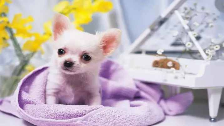 Dogs Pocket (39 foto): Emrat e racave të vogla të qenve. Çfarë duken puppies? Cilat janë qentë më të vegjël me gëzof? 12183_20