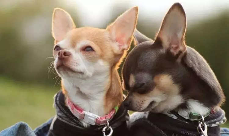Dogs Pocket (39 foto): Emrat e racave të vogla të qenve. Çfarë duken puppies? Cilat janë qentë më të vegjël me gëzof? 12183_27