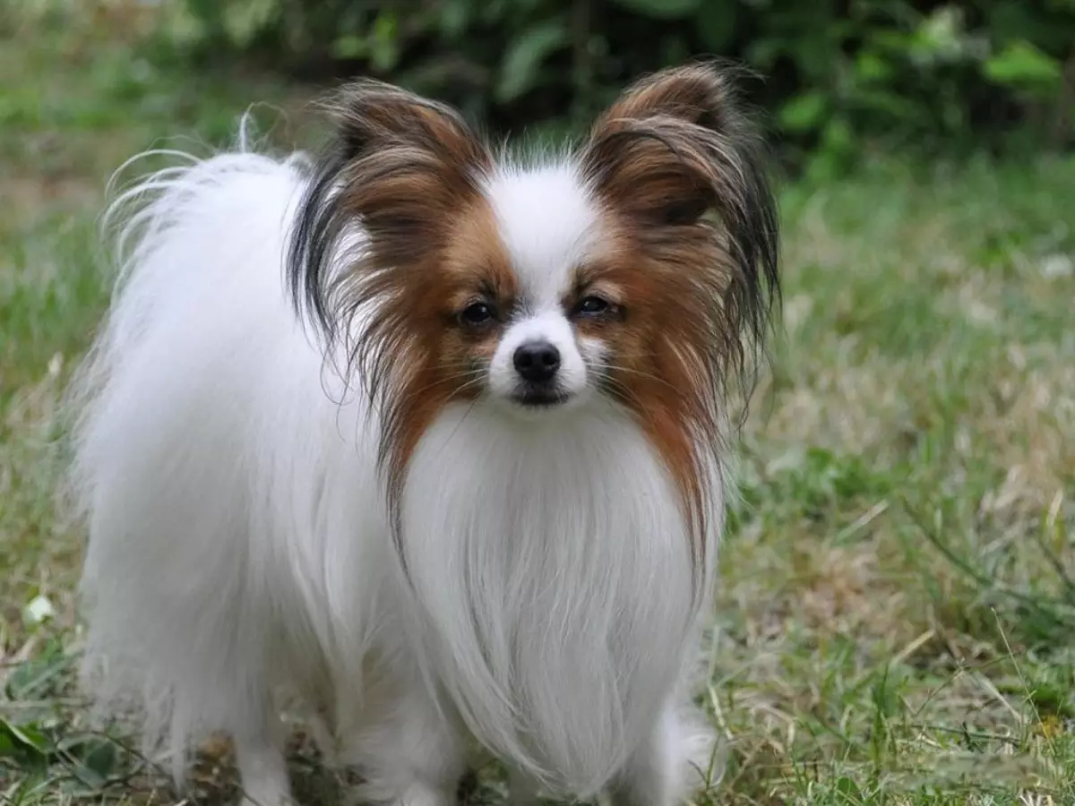 Pocket Psi (39 fotografij): Imena majhnih pasem psov. Kako izgledajo mladiči? Kateri so najmanjši puhasti psi? 12183_29