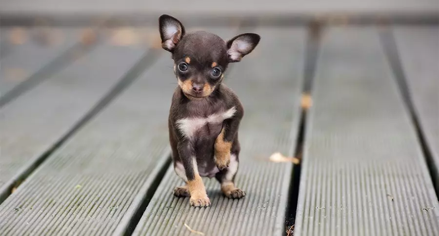 Pocket Dogs (39 foto's): namen van kleine hondenrassen. Hoe zien pups eruit? Wat zijn de kleinste donzige honden? 12183_3