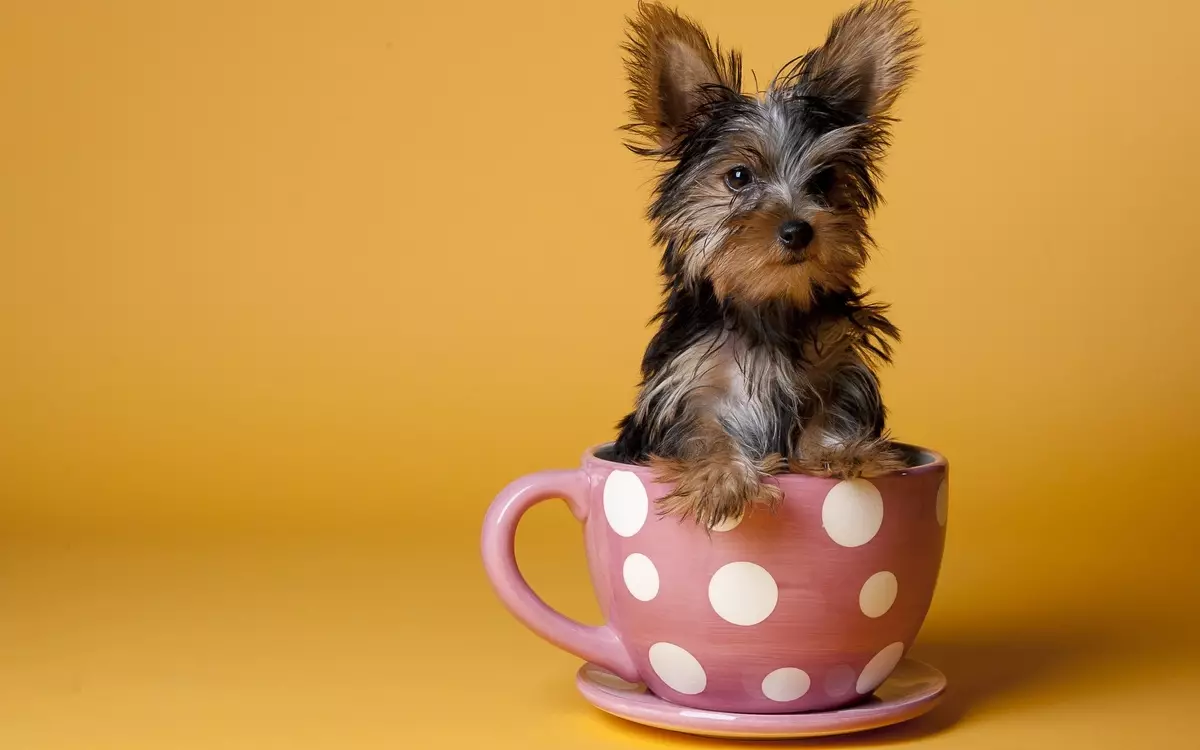 Pocket Psi (39 fotografij): Imena majhnih pasem psov. Kako izgledajo mladiči? Kateri so najmanjši puhasti psi? 12183_8