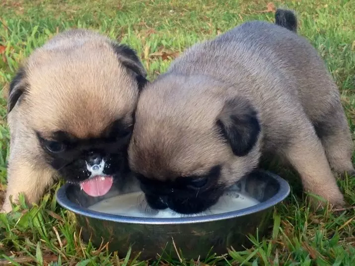 Que alimentar a un cachorro nun mes? 17 regras de fotos para alimentar cachorros sen nai. Que fonte non se pode usar? 12184_3
