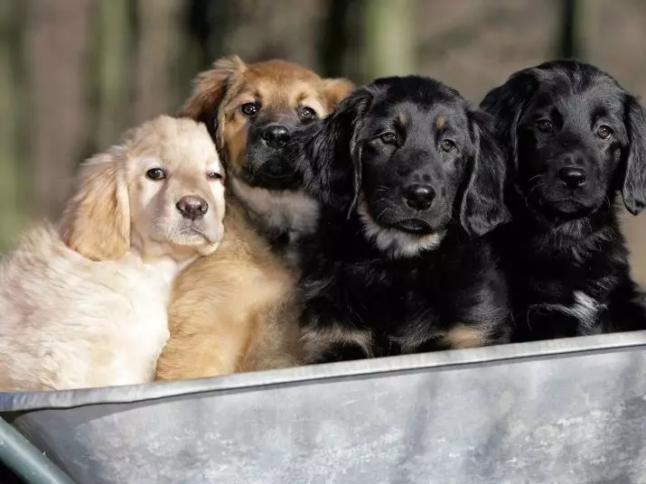 Hovawart (47 fotot): Mis see tõug on? Saksa koerte kirjeldus ja nende iseloom, omanike nõuannete nõuannete nõuannetes korteris 12187_15