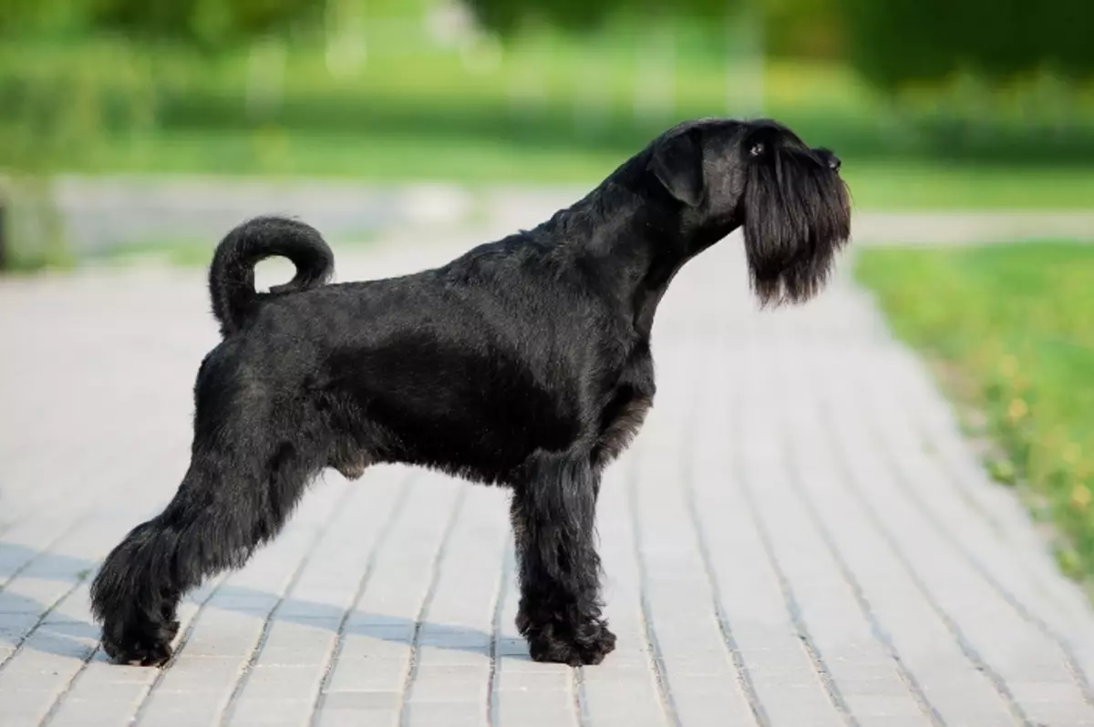 MittelsNaser (59 photos): Description de la race, le caractère des chiots du sel de couleur noire avec du poivre et du blanc. Types de coupe de cheveux. Propriété Reviews 12189_17