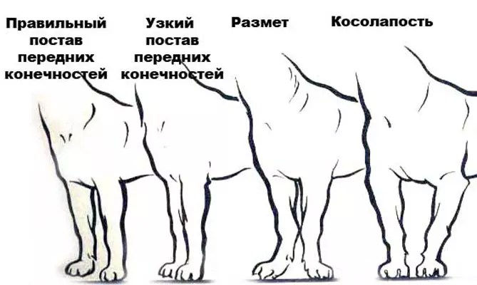Mittelsnaser (59 Poto): Katerangan tina breed, karakter anak anjing tina warna hideung sareng cabé sareng bodas. Jenis buuk. Ulasan kapamilikan 12189_19