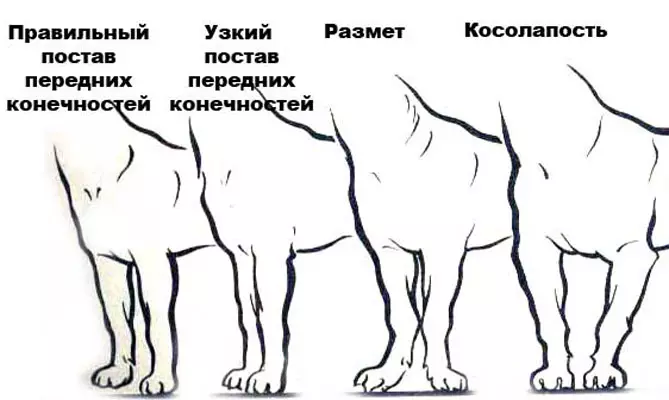 Телосложение собаки. Постав задних конечностей у собак вид сбоку. Чихуахуа стандарт задних лап. Передние лапы чихуахуа стандарт. Постав передних конечностей собаки.