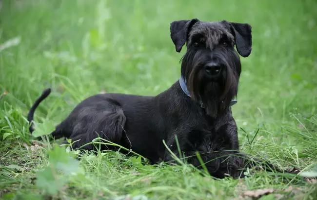 MittelsNaser (59 photos): Description de la race, le caractère des chiots du sel de couleur noire avec du poivre et du blanc. Types de coupe de cheveux. Propriété Reviews 12189_2