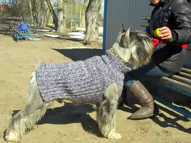 Миттельшнауцер (59 фота): апісанне пароды, характар ​​шчанюкоў чорнага афарбоўкі соль з перцам і белага. Віды стрыжкі. водгукі ўладальнікаў 12189_24